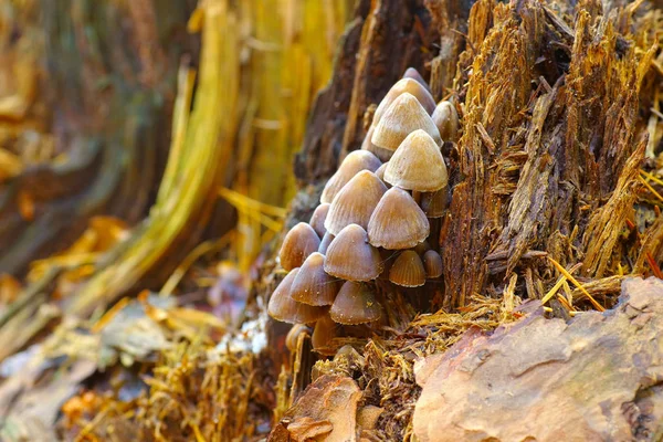 Tintenfass Oder Coprinellus Disseminatus Herbstwald — Stockfoto