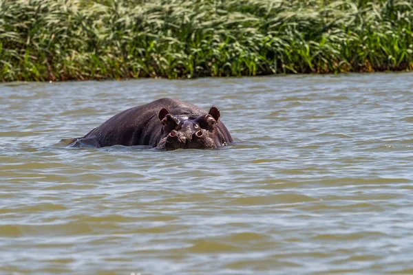 Hippo Regardant Hors Eau Dans Lac Tana Ethiopie — Photo