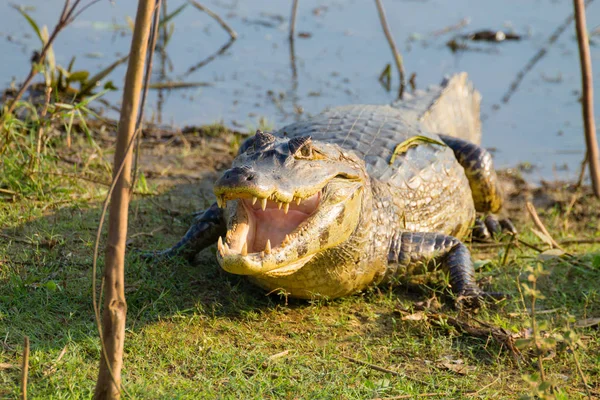 Caiman Care Încălzește Dimineața Soare Din Pantanal Brazilia Faunei Sălbatice — Fotografie, imagine de stoc