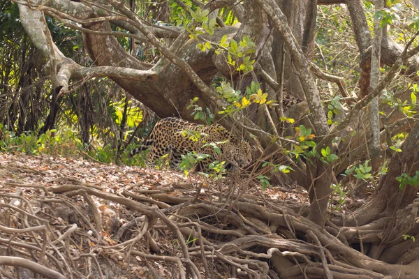 Jaguar Orillas Del Río Pantanal Brasil Felino Brasileño Salvaje Naturaleza —  Fotos de Stock