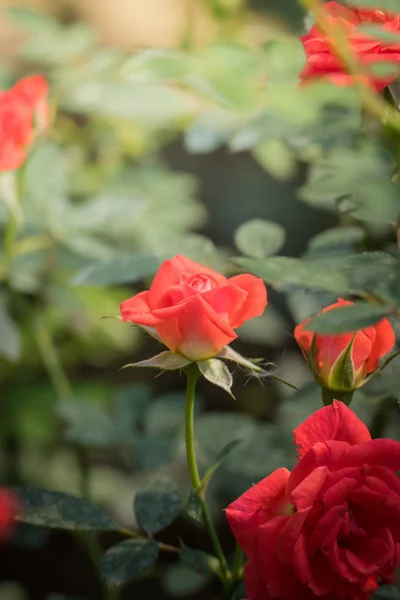 Roses Dans Jardin Les Roses Sont Belles Avec Une Belle — Photo