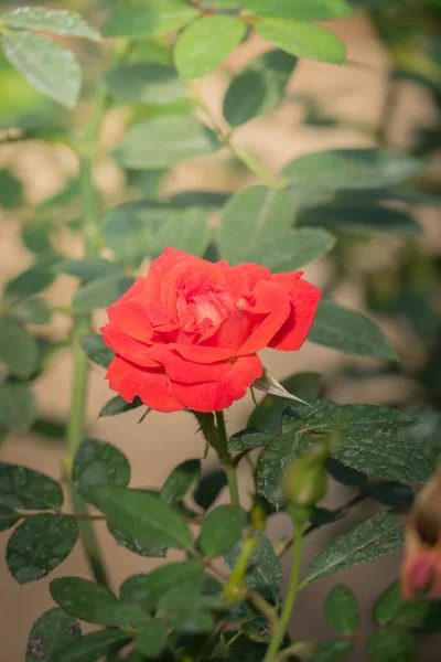 Rosas Jardim Rosas São Bonitas Com Belo Dia Ensolarado — Fotografia de Stock