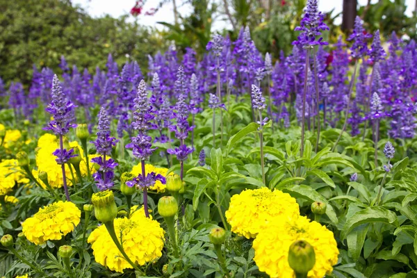 庭の野生の紫色の花のカラフルなフィールド — ストック写真