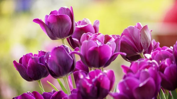 Tulpenblüten Blütenblätter Frühlingsflora — Stockfoto