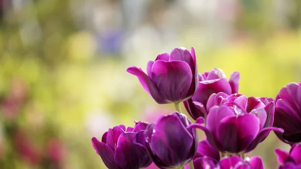 Beautiful tulips flowers, flora in spring