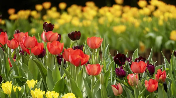 Blommande Vårtulpaner Blommor — Stockfoto