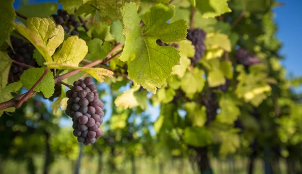 Grandes Racimos Uvas Vino Tinto Cuelgan Una Vid Vieja Luz — Foto de Stock