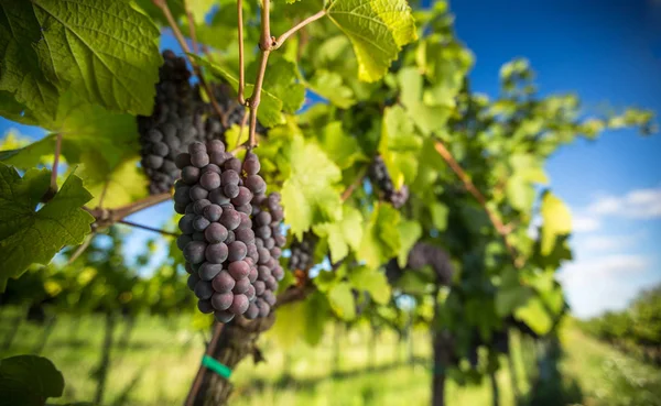 Stora Klasar Röda Vindruvor Hänger Från Gammal Vinranka Varmt Eftermiddagsljus — Stockfoto