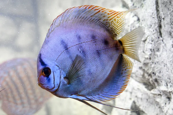 これは彩色された円盤魚の肖像画です — ストック写真