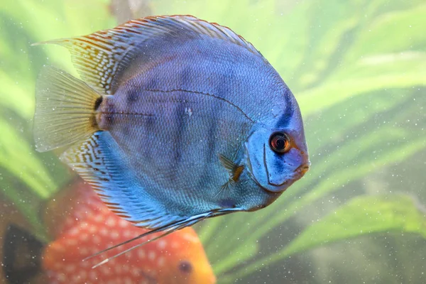 Portrait Collered Discus Fish — Stock Photo, Image