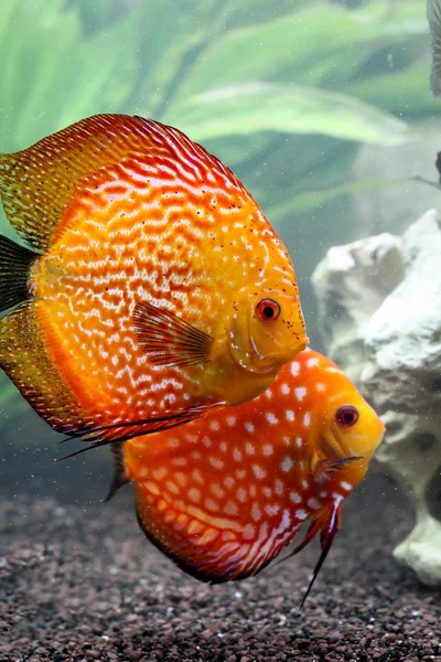 Portrait Collered Discus Fish — Stock Photo, Image