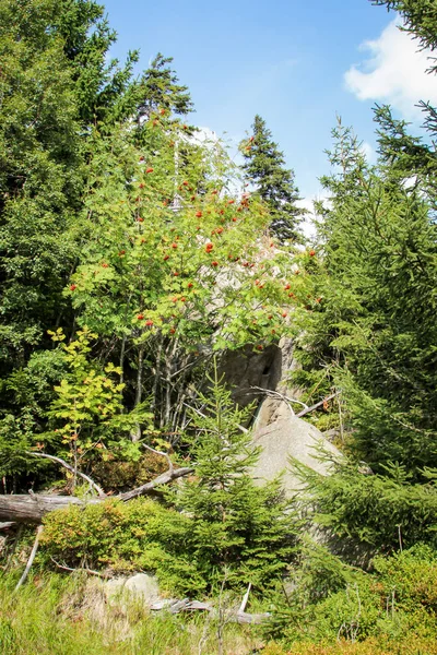 Est Paysage Dans Harz Avec Des Rochers Des Arbres — Photo