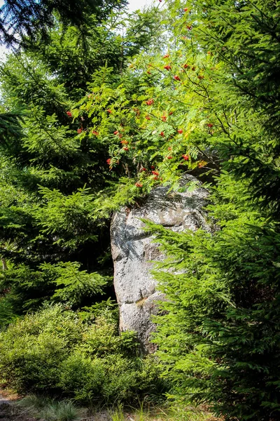 Dit Een Landschap Harz Met Rotsen Bomen — Stockfoto