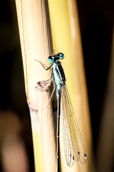 Kanatlı Doğa Böceği Doğa Böceği — Stok fotoğraf