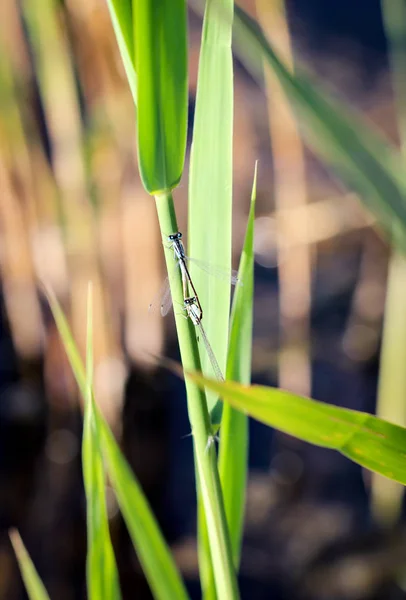 Error Naturaleza Con Alas Insecto Naturaleza — Foto de Stock