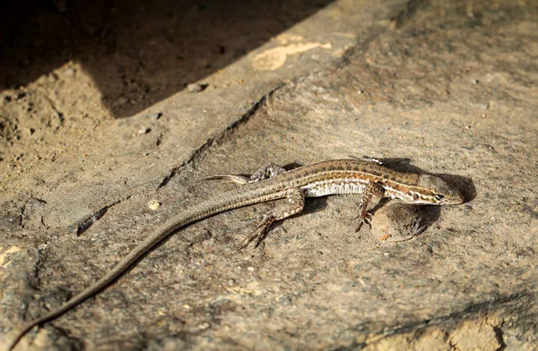 Primo Piano Della Lucertola Habitat Concetto Natura Selvaggia — Foto Stock