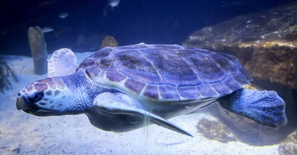Eine Majestätische Meeresschildkröte — Stockfoto