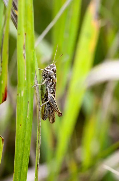 Insecte Sauterelle Punaise Grillon — Photo