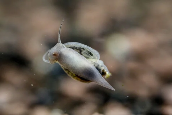 Caracoles Burbuja Una Ventana Acuario — Foto de Stock