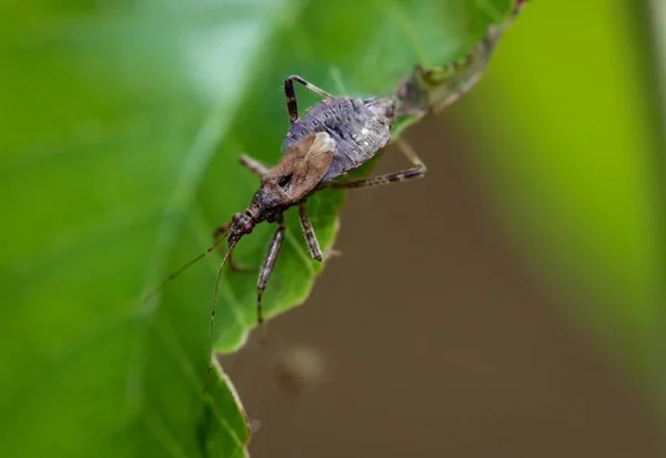 Insecto Escarabajo Una Planta —  Fotos de Stock