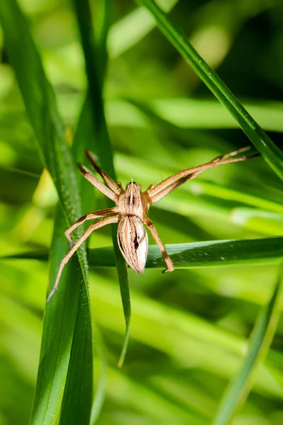 Detalhes Uma Aranha — Fotografia de Stock