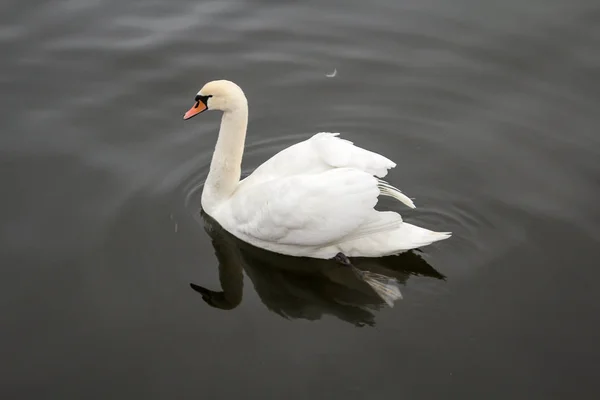 Este Retrato Cisne — Fotografia de Stock