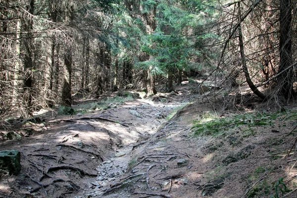 Est Paysage Dans Harz Avec Des Rochers Des Arbres — Photo