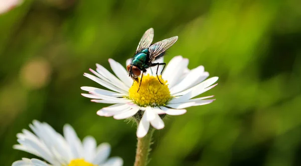 Eine Fliege Insekt Auf Einer Pflanze — Stockfoto