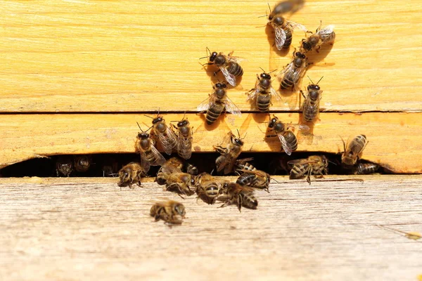Néhány Mézelő Méh Repül Méhkaptár Bejáratához — Stock Fotó
