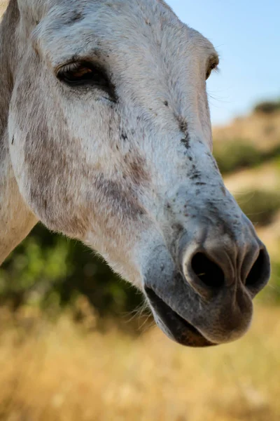 Retrato Burro Mula — Foto de Stock