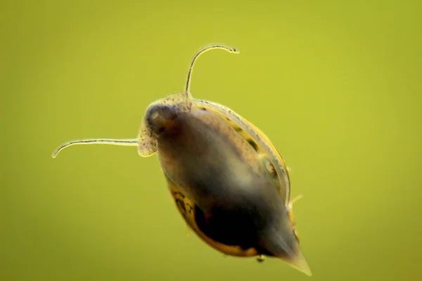 Dit Een Belslak Een Aquarium — Stockfoto