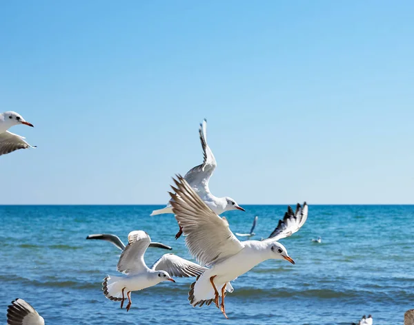 Flock Fiskmåsar Stranden Solig Sommardag Ukraina — Stockfoto