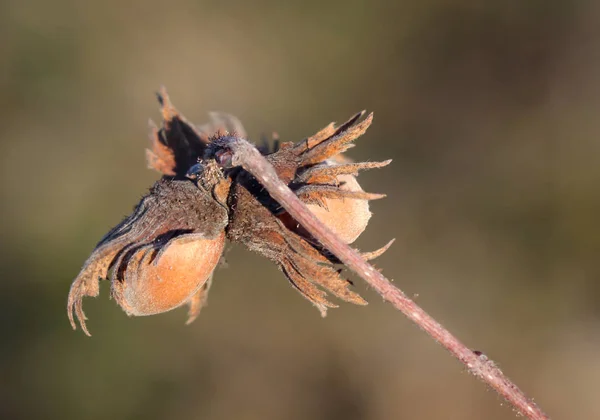 Sont Des Restes Noisettes Sur Arbustes Hiver — Photo