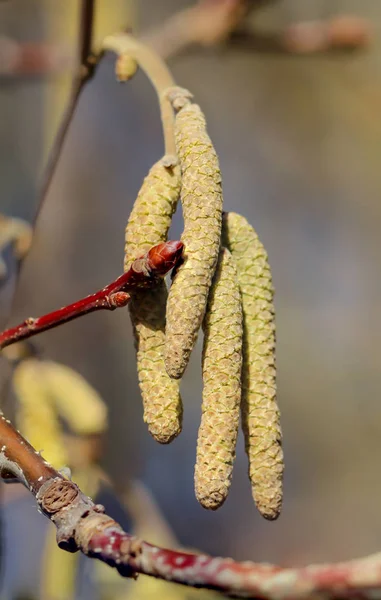 First Branches Shoots Spring — Stock Photo, Image