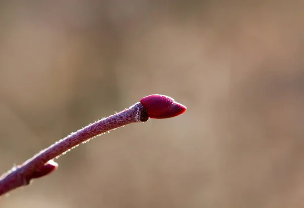 Las Primeras Ramas Brotes Primavera — Foto de Stock