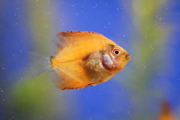 Ini Adalah Potret Seorang Bayi Ikan Diskus — Stok Foto
