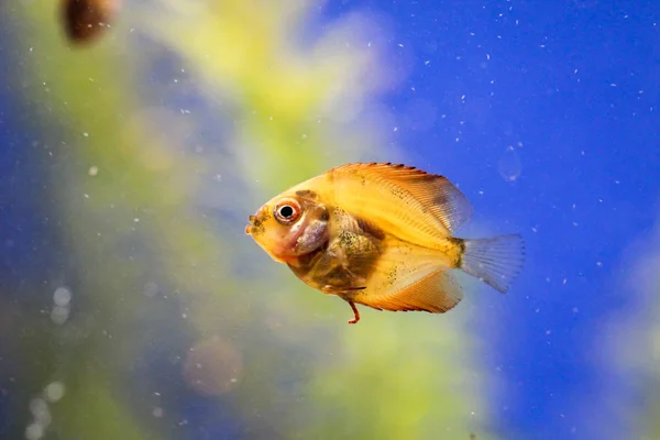 Detta Ett Porträtt Diskus Fisk Baby — Stockfoto
