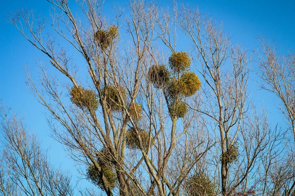 Ένα Παράσιτο Φυτό Mistletoes Στο Δέντρο — Φωτογραφία Αρχείου