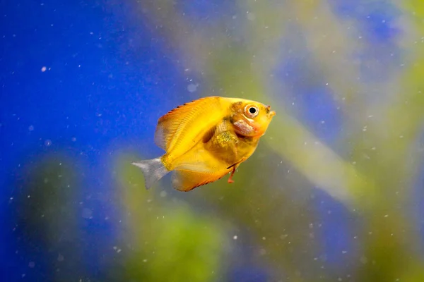 Portrait Discus Fish Baby — Stock Photo, Image