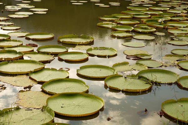 Reusachtige Groene Bladeren Van Victoria Lelies Vijver — Stockfoto