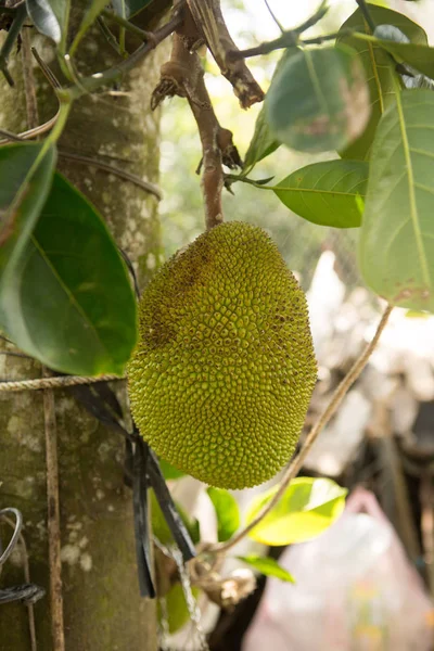 Viele Heckenfrüchte Baum Bündel Heckenfrüchte Baum — Stockfoto