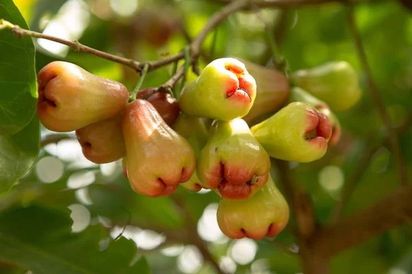 Rosenäpfel Oder Chomphu Baum Singen Einen Warmen Tag — Stockfoto
