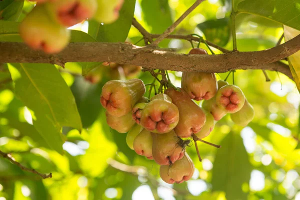 Jablka Růže Nebo Chomphu Stromě Zpívat Teplý Den — Stock fotografie