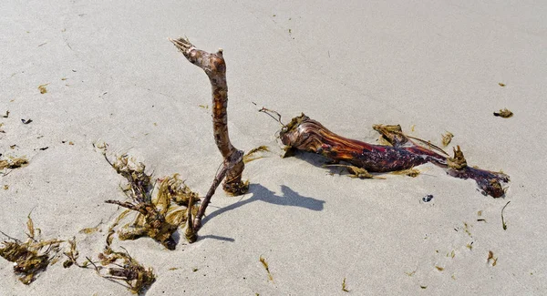 Bosco Alla Deriva Sulla Spiaggia Sabbiosa Della Riserva Naturale Darsser — Foto Stock