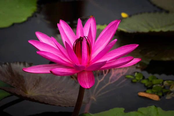 Lotus Water Lily Purple Крупный План Цветка Фасоли — стоковое фото
