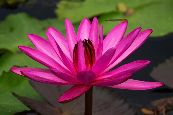 Lotus Water Lily Purple Крупный План Цветка Фасоли — стоковое фото