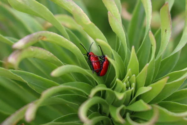 Criocera Del Lirio Blanco Enamorado Lilioceris Lilii Scopoli —  Fotos de Stock