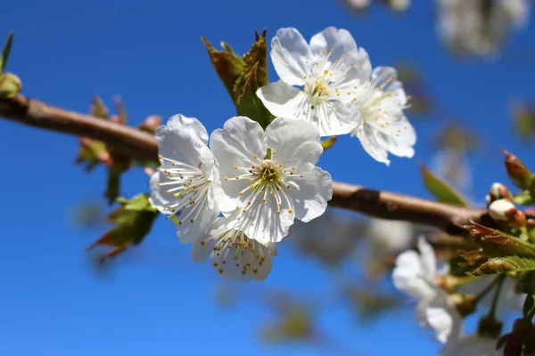 Kirschblütenbaum Mit Blumen Frühling — Stockfoto