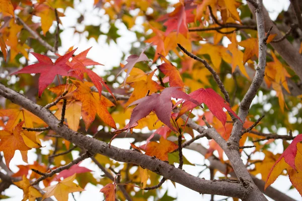 Árboles Arce Con Colores Otoñales Largo Río Benevento — Foto de Stock