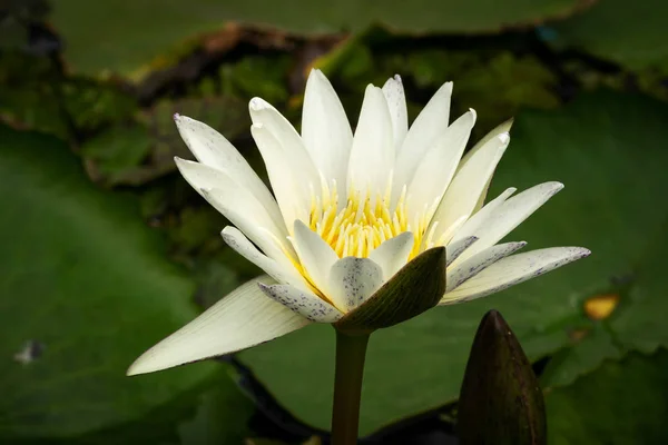 Lotus Water Lily White Gros Plan Fleur Tropicale — Photo